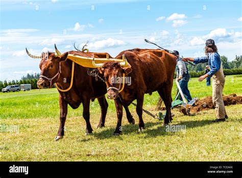 Team of oxen pulling a plow in the international plowing match. 2019 International Plowing Match ...