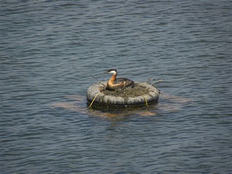 Red-necked Grebe on nest. – My Bird of the Day