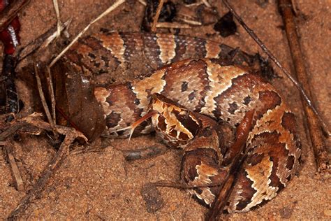 Florida Cottonmouth – Florida Snake ID Guide