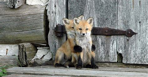 Cute Baby Red Foxes