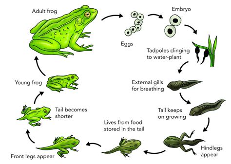 frog-life-cycle-clip-art