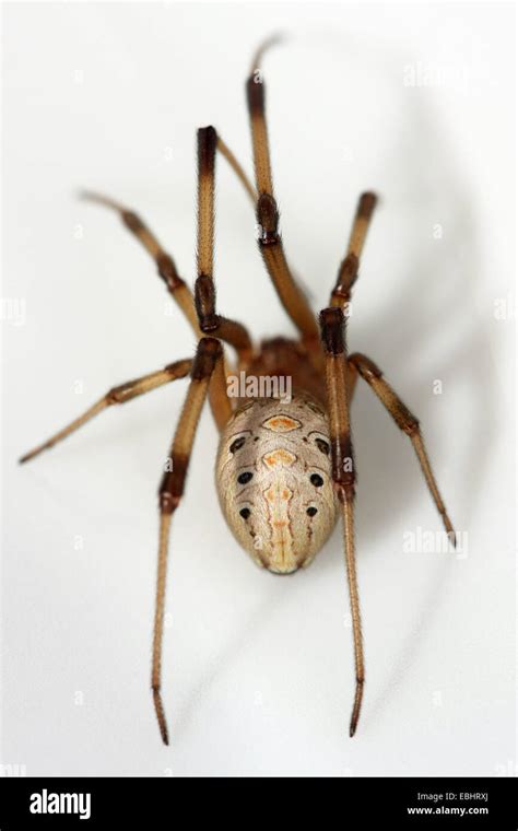 The Brown widow (Latrodectus geometricus) is closely related to the ...