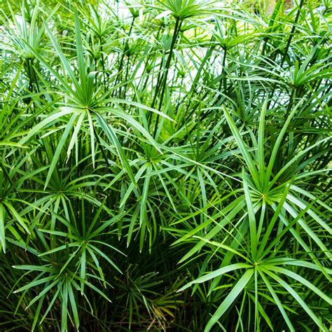 Umbrella Plant Seeds - Cyperus Alternifolius Palm Flower Seed