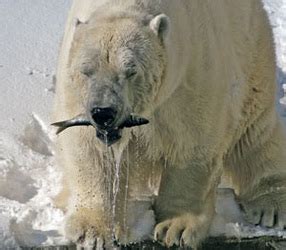 diet - polar bears