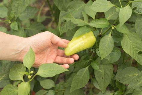 Harvesting Bell Pepper. Green Fruits in the Hands. Organic Vegetable Production Stock Image ...