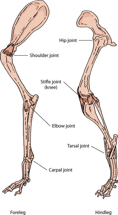 Dog Leg Diagram