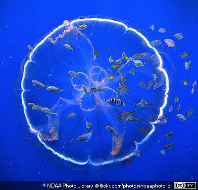 Moon Jellyfishes ~ MarineBio Conservation Society