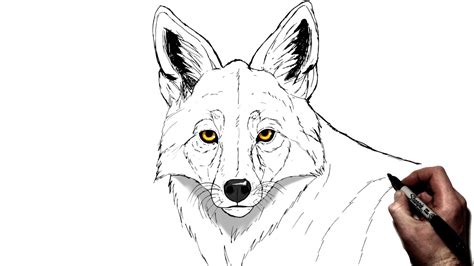 Coyote Face Drawing - How To Draw A Coyote Face - | McMaster08wallpaper