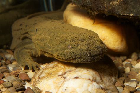 The Creature Feature: 10 Fun Facts About Hellbenders | WIRED