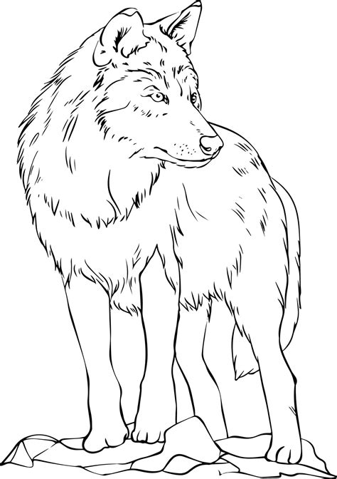 Wolf black and white vector drawing. For coloring and illustration books 13590198 Vector Art at ...