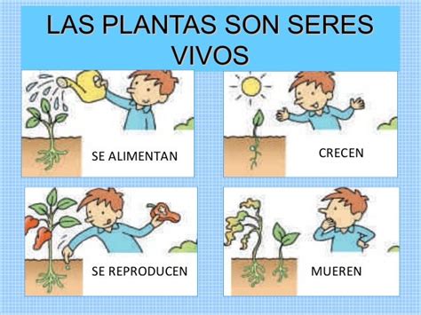 Las plantas para niños