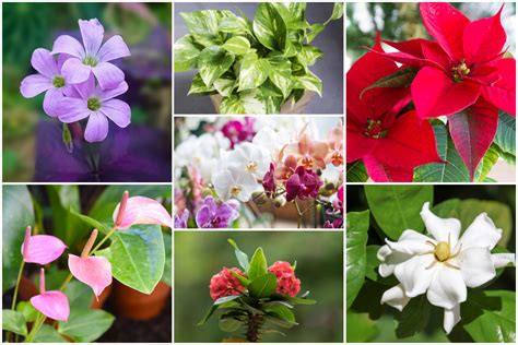 10 Easy-to-grow Indoor Flowering House Plants For Beginners