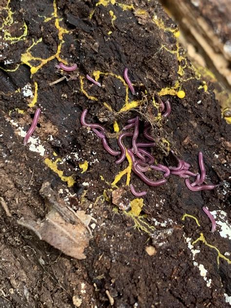 Purple fungus eating millipedes i found with some slime molds. : r/millipedes