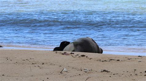 Hawaiian officials block beach to protect adorable endangered monk seal pup