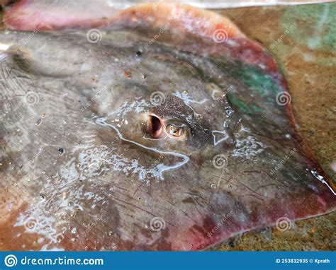 Sting Ray Eyes Close Up View HD Stock Image - Image of diving, lined ...