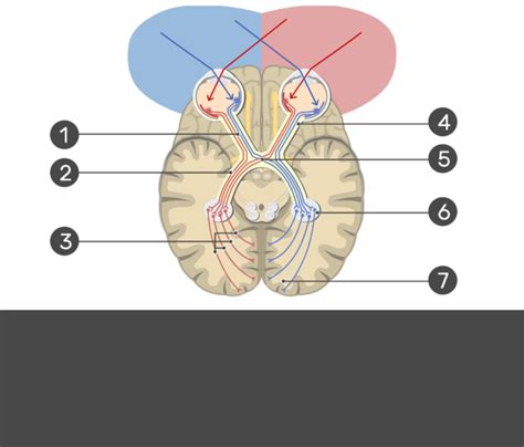 Anatomy Of Visual Pathway