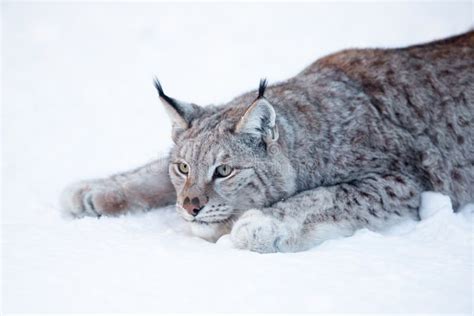 Lynx hunting stock photo. Image of brown, laying, mammal - 40363990