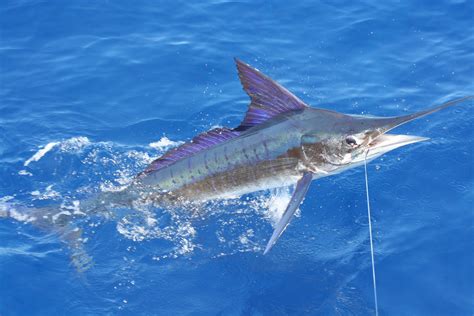 Striped Marlin Fishing | Fin & Field