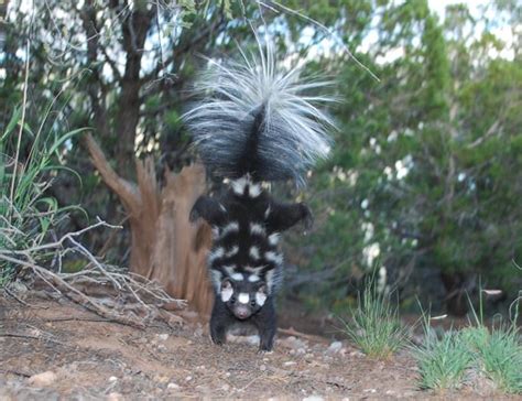 Pepé Le New: Meet the acrobatic spotted skunks of North America ...