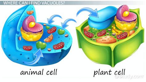 Vacuole In Animal Cell And Plant Cell