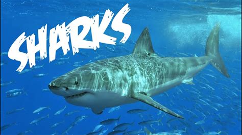 great white shark facts for kids