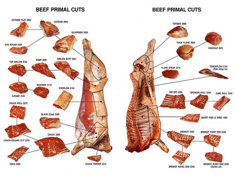 Venison Meat Cuts Diagram