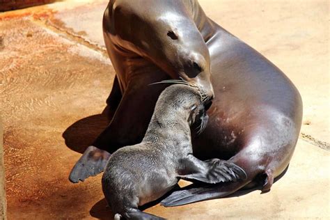 Omaha zoo wants your help to name these 2 adorable sea lion pups | State & Regional | kearneyhub.com