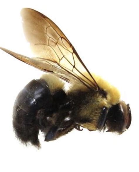 How to Keep Carpenter Bees Away Naturally