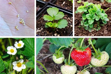 Strawberry Plant Stages - From Seed To Harvest (w/Pictures) - Geeky Greenhouse