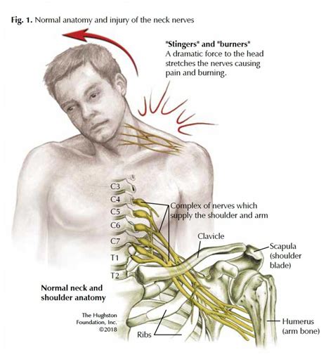 Brachial Plexus And Nerves | Images and Photos finder