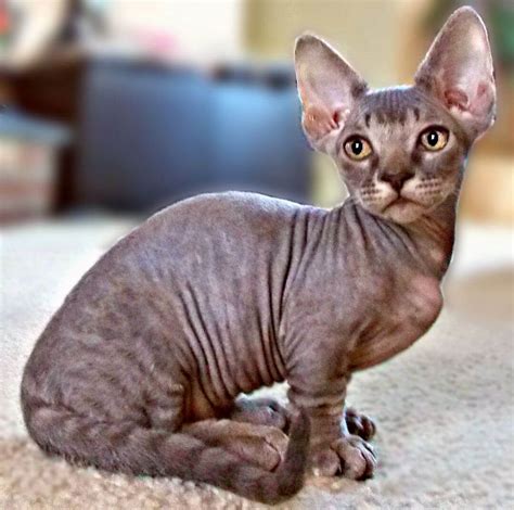 The Munchkin Cat Sphynx Mix (Minskin and Bambino) - Munchkin Cat Guide