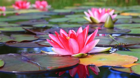 Pink Water Lily Flower With Leaves HD Flowers Wallpapers | HD Wallpapers | ID #55291