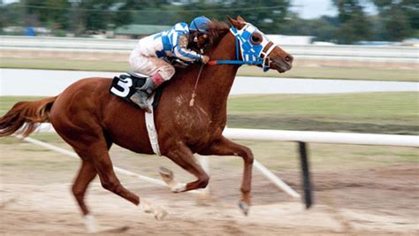 Secretariat by RaceHorse-Stock on DeviantArt