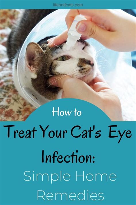 cat eye discharge green treatment - Mervin Wilks