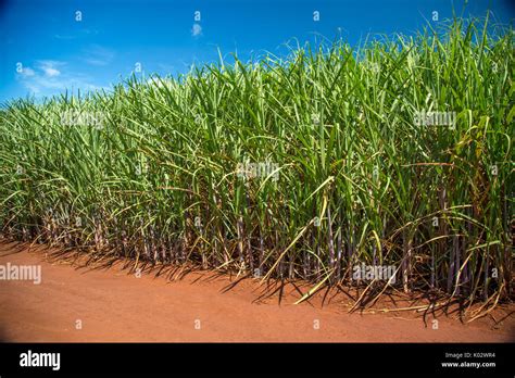 Sugar cane plantation Stock Photo - Alamy