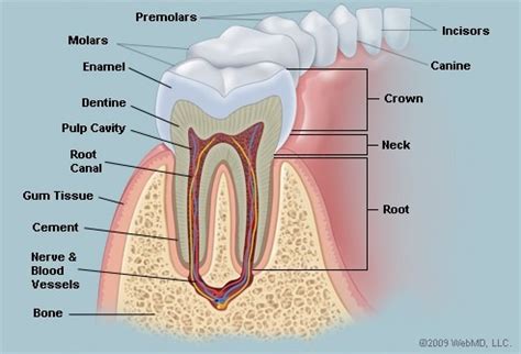 Anatomy of Teeth - Bay Oral Surgery & Implant Center