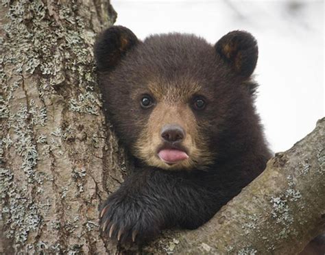 #baby-bear on Tumblr