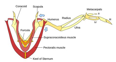 bird wing muscles - Google Search | Diergeneeskunde, Dieren tekenen