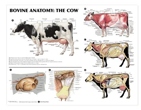 Cow Anatomy Diagram Labeled