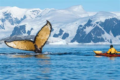 Wildlife in Antarctica - Incredible Close-Up Encounters