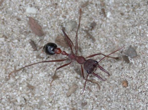 Big Bull Ant - Giant Brown Bull Ant Myrmecia Pyriformis Or Myrmecia Brevinoda - The biggest ants ...