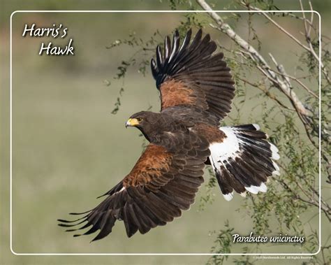 Harris's Hawk Flying Framed Print - Northwood Falconry