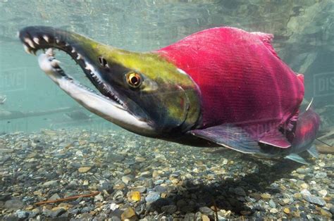 Oncorhynchus nerka “Sockeye salmon” | ビッグフィッシュ, 生き物, 鮭