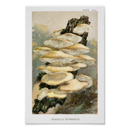 Vintage 1895 Mushrooms Tree Fungus Art Print | Zazzle | Fungi art, Art ...