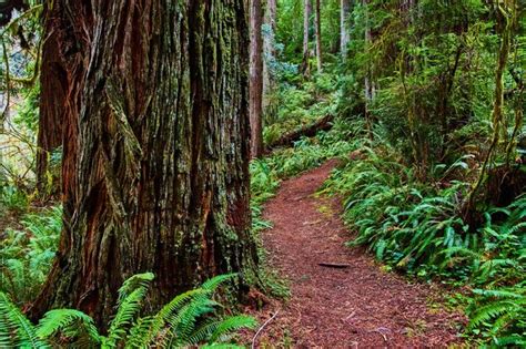 Premium Photo | Giant redwood tree alongside hiking trail in forest