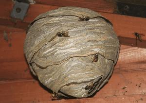 Bee Nest Identification