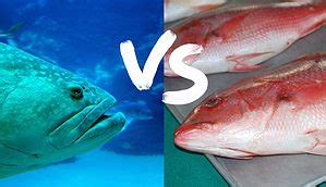 Grouper vs. Snapper: The Ultimate Guide to Identifying & Cooking