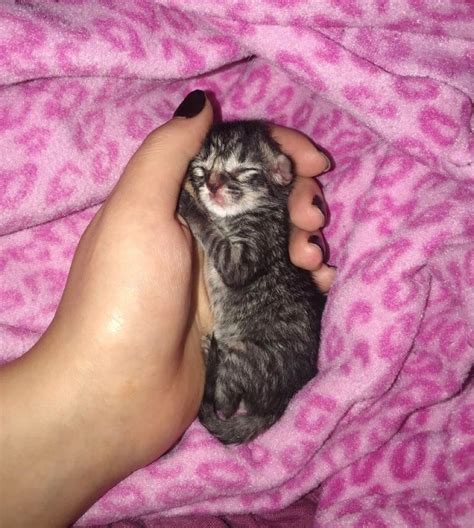 Kitten Who Was Abandoned in Parking Lot, Finds New Mom and Won't Let Go - Love Meow | Newborn ...