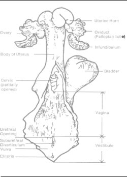 Diagram Of The Female Reproductive System Of A Cow Cow Repro