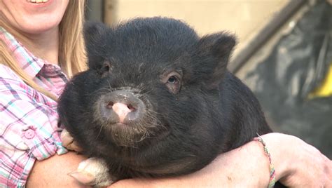 Local family starts a no kill pig rescue called Happy Pig Farm - WBBJ TV